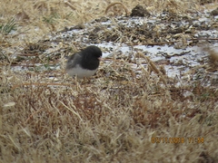 Junco hyemalis cismontanus