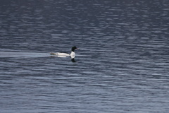 Mergus merganser merganser