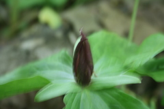 Trillium sessile
