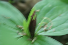 Trillium sessile