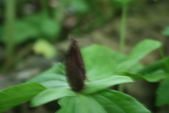 Trillium sessile