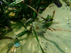 Pachycerianthus solitarius