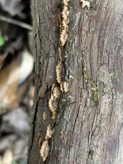Fuscoporia gilva