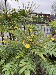 Berberis × hortensis