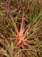 Bromelia antiacantha