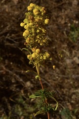 Calceolaria thyrsiflora