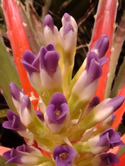 Bromelia antiacantha