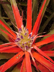 Bromelia antiacantha