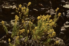 Calceolaria thyrsiflora