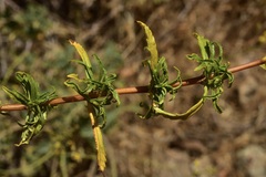 Calceolaria thyrsiflora