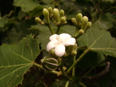 Crotonoideae