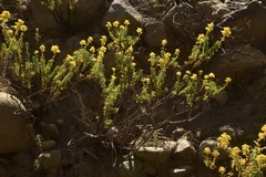 Calceolaria thyrsiflora