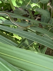 Leptophis mexicanus