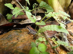 Leptodactylus mystaceus