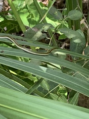 Leptophis mexicanus