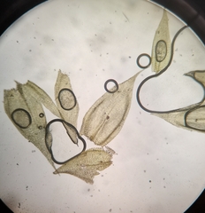 Brachythecium albicans