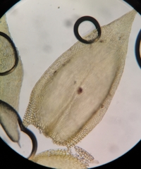 Brachythecium albicans