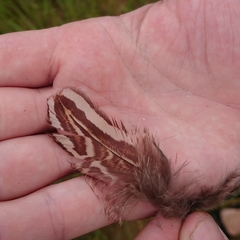 Pternistis natalensis