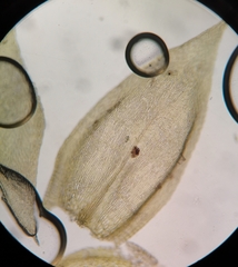 Brachythecium albicans