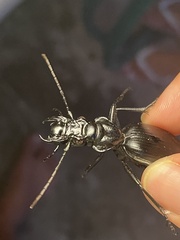 Anthia cinctipennis