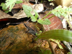 Leptodactylus mystaceus