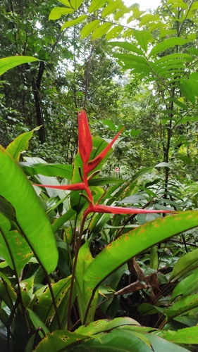 Image of Heliconia acuminata by (c) Guillaume Delaitre, some rights reserved (CC BY)