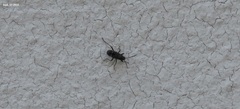 Panaorus albomaculatus
