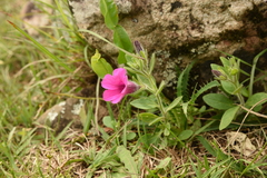 Petunia integrifolia
