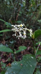 Palicourea violacea