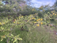 Vachellia xanthophloea