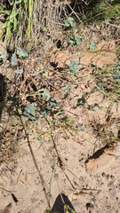Pelargonium tabulare