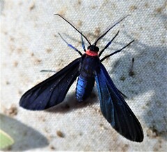 Ctenucha venosa