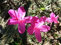Rhododendron × pulchrum