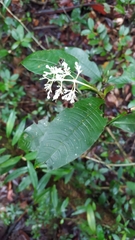 Palicourea violacea
