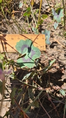 Pelargonium tabulare