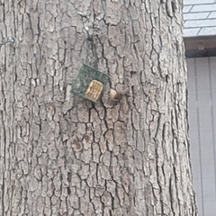 Thryothorus ludovicianus