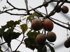 Solanum betaceum