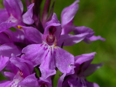 Dactylorhiza majalis