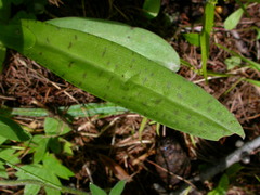 Dactylorhiza majalis