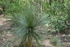 Yucca elata
