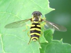 Xanthogramma flavipes