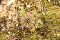 Parodia ottonis