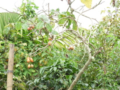 Solanum betaceum