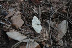 Drepanulatrix bifilata