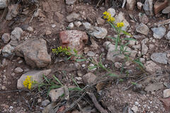 Petradoria pumila