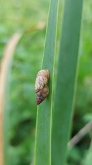 Cochlicella