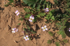 Maresia pulchella