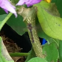 Ocyptamus fuscipennis