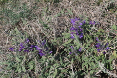 Salvia verbenaca
