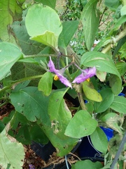 Ocyptamus fuscipennis